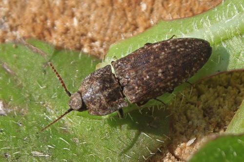 Réf. 229 540 : Agrypnus murinus